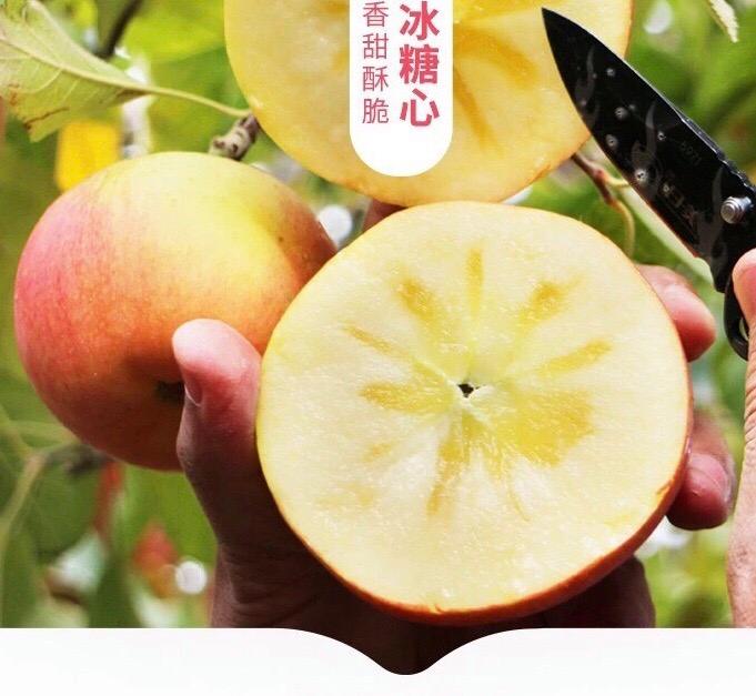 阿克苏冰糖心苹果央视新闻新疆阿克苏冰糖心苹果几月份上市