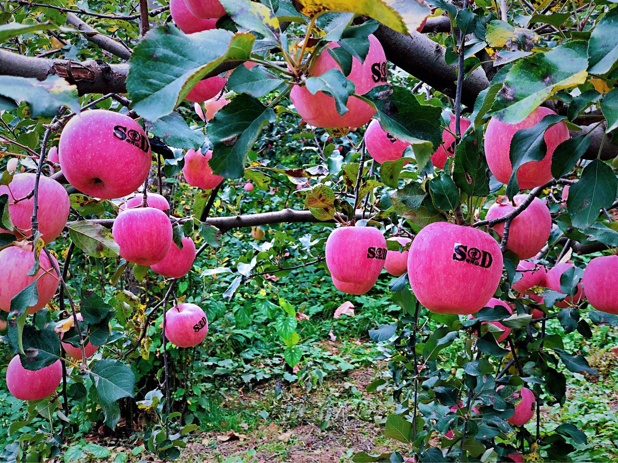 英文版红苹果园苹果苹果appleid账号