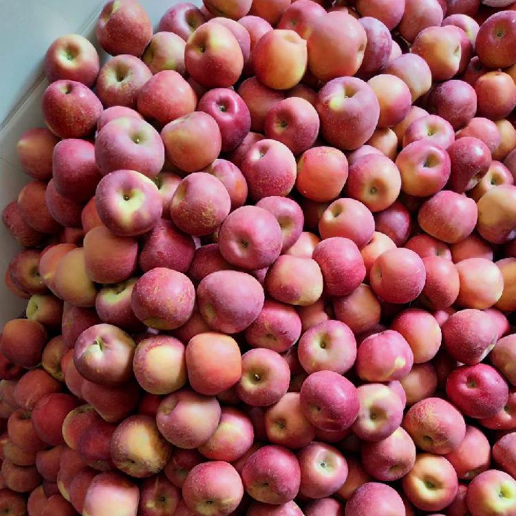 广德版小苹果(农民版的小苹果)-第2张图片-QuickQ官网