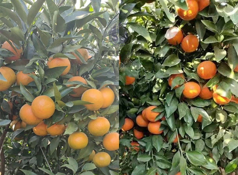 看亏亏软件不付费苹果版:柑橘树春季施肥技术,不看你就亏了!