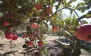 关于红豆杉套种苹果丰收新闻的信息-第2张图片-太平洋在线下载