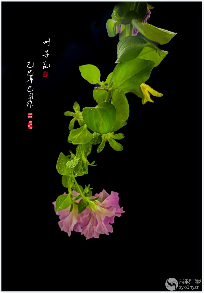 光影中国网手机版(光影中国网课是什么)-第1张图片-QuickQ官网